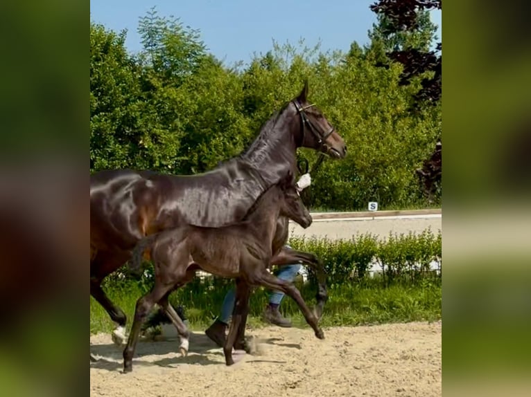 Oldenburger Stute Fohlen (06/2025) 175 cm Rappe in Wingst