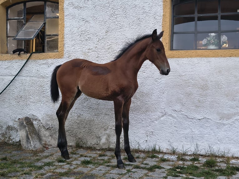 Oldenburger Stute Fohlen (03/2026) Brauner in Ingolstadt