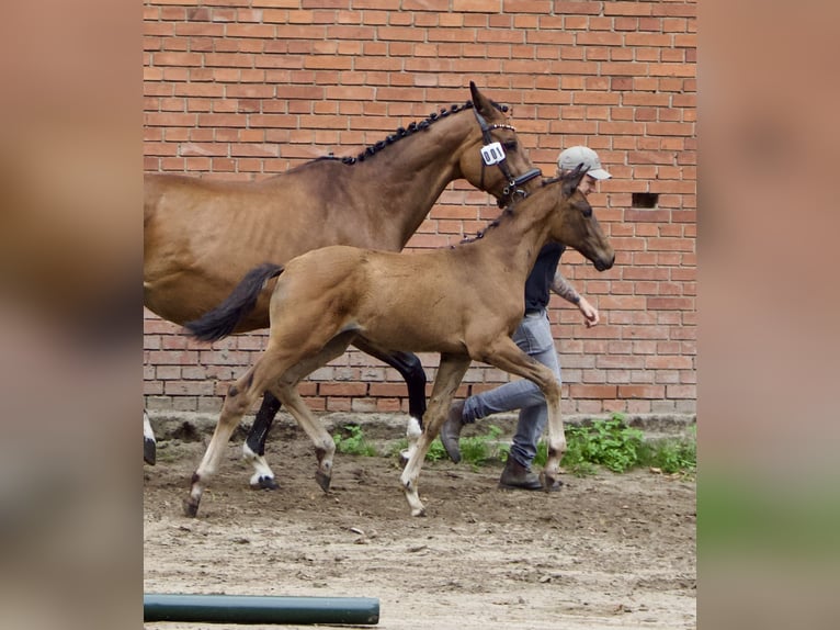 Oldenburger Stute Fohlen (04/2025) Brauner in Pattensen