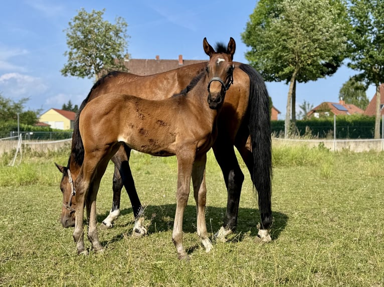 Oldenburger Stute Fohlen (04/2025) Brauner in Pattensen