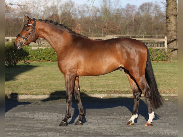 Oldenburger Stute  Brauner in Trittau