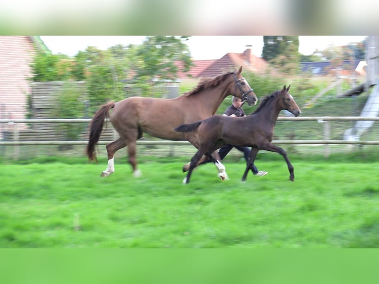 Oldenburger Stute Fohlen (06/2026) Dunkelbrauner in Cloppenburg