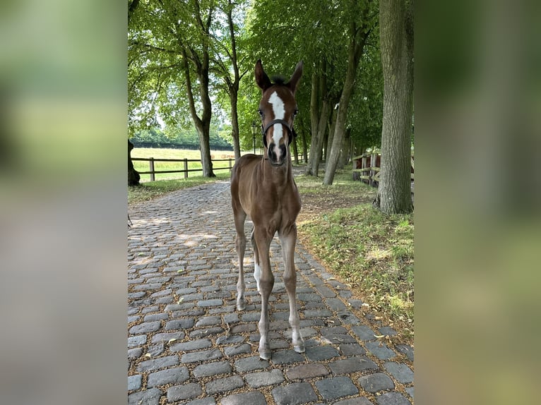 Oldenburger Stute Fohlen (06/2026) Dunkelbrauner in Elmenhorst