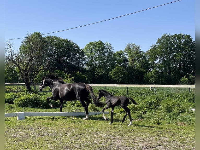 Oldenburger Stute Fohlen (05/2026) Dunkelfuchs in Lübtheen