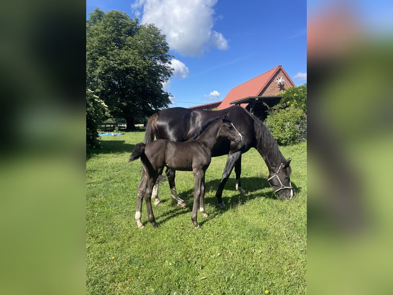 Oldenburger Stute Fohlen (05/2026) Dunkelfuchs in Lübtheen