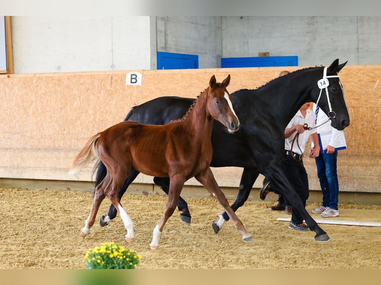 Oldenburger Stute Fohlen (04/2025) Dunkelfuchs in Süderen Oldenburger Stute Fohlen (04/2025) Dunkelfuchs in Süderen