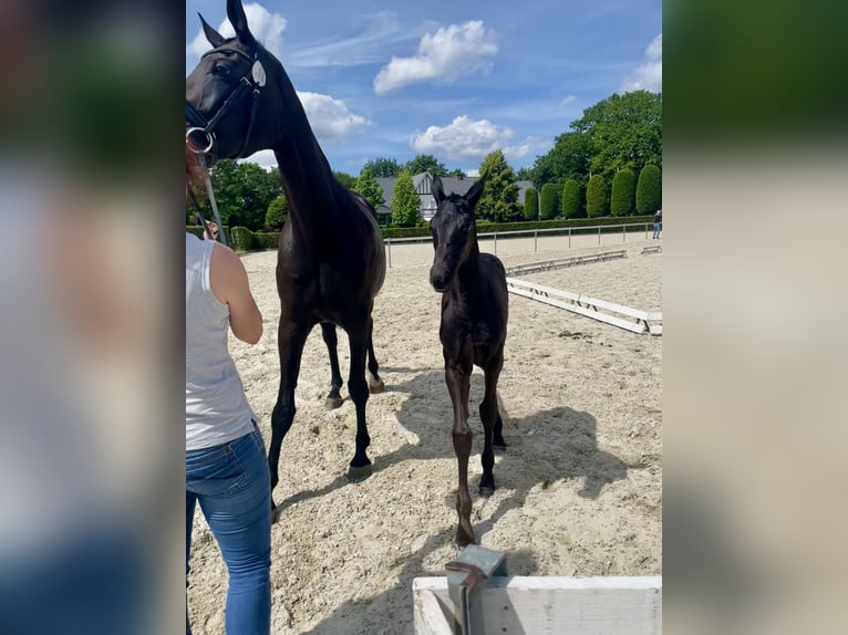 Oldenburger Stute Fohlen (05/2026) Rappe in Cloppenburg