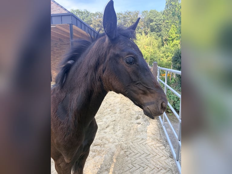 Oldenburger Stute Fohlen (05/2026) Rappe in Cloppenburg