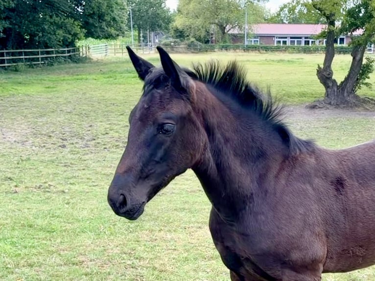 Oldenburger Stute Fohlen (05/2026) Rappe in Cloppenburg