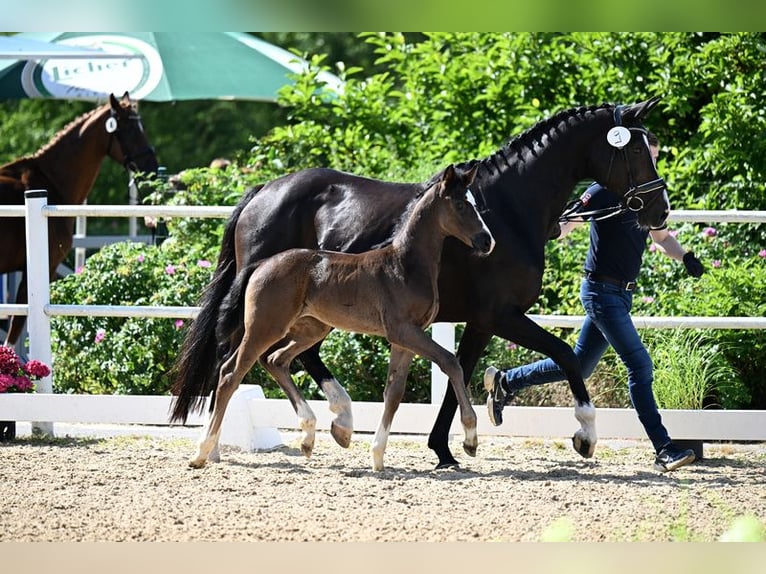 Oldenburger Stute  Rappe in Laubach