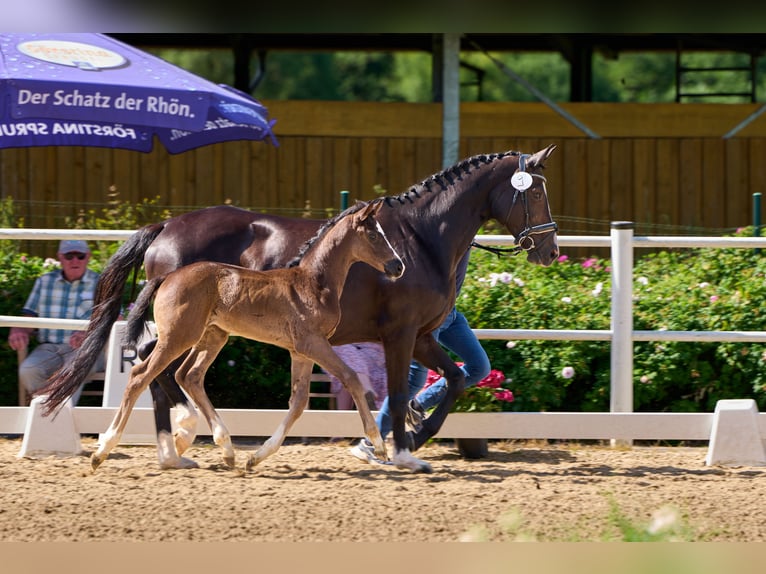 Oldenburger Stute  Rappe in Laubach