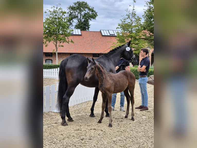 Oldenburger Stute Fohlen (04/2025) Rappe in Glasau