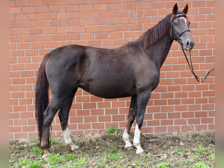 Oldenburger Stute Fohlen (05/2025) Schwarzbrauner in Emstek