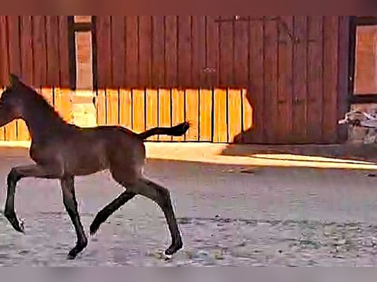 Oldenburger Stute Fohlen (04/2026) Schwarzbrauner in Hankensbüttel
