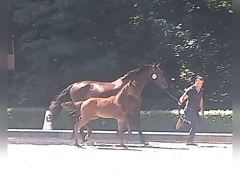 Oldenburger Stute Fohlen (04/2026) Schwarzbrauner in Hankensbüttel