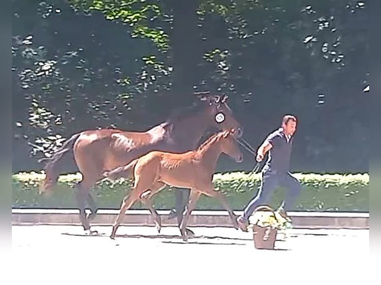 Oldenburger Stute Fohlen (04/2026) Schwarzbrauner in Hankensbüttel