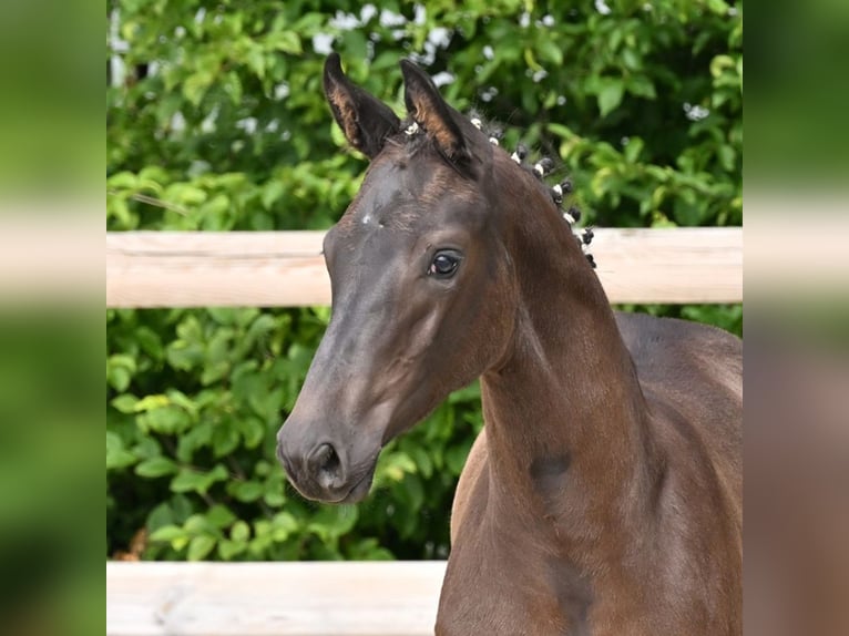 Oldenburger Stute Fohlen (03/2026) Schwarzbrauner in Hiddenhausen