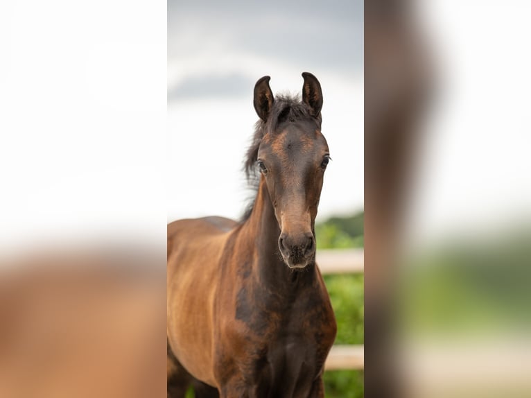 Oldenburger Stute Fohlen (05/2025) Schwarzbrauner in Veeningen