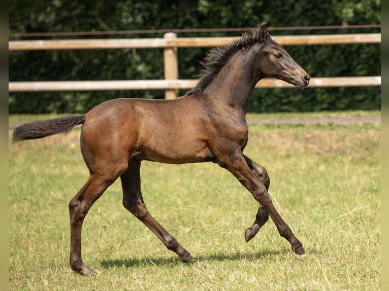 Oldenburger Stute Fohlen (05/2025) Schwarzbrauner in Veeningen