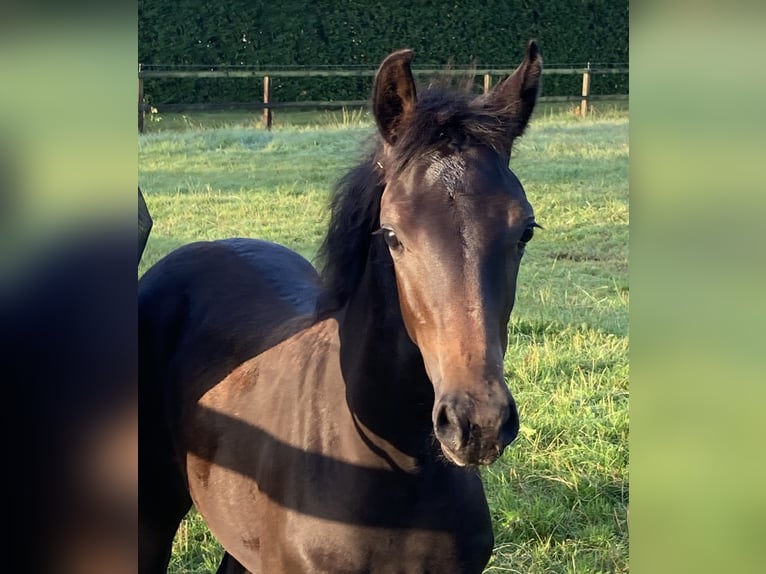 Oldenburger Stute Fohlen (05/2025) Schwarzbrauner in Veeningen