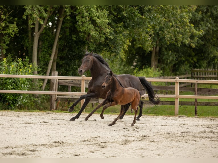 Oldenburger Stute Fohlen (05/2025) Schwarzbrauner in Veeningen