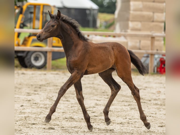 Oldenburger Stute Fohlen (05/2025) Schwarzbrauner in Veeningen