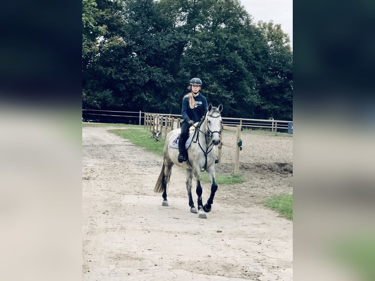 Oldenburger Wallach 10 Jahre 160 cm Schimmel in Kalbe/Mildr