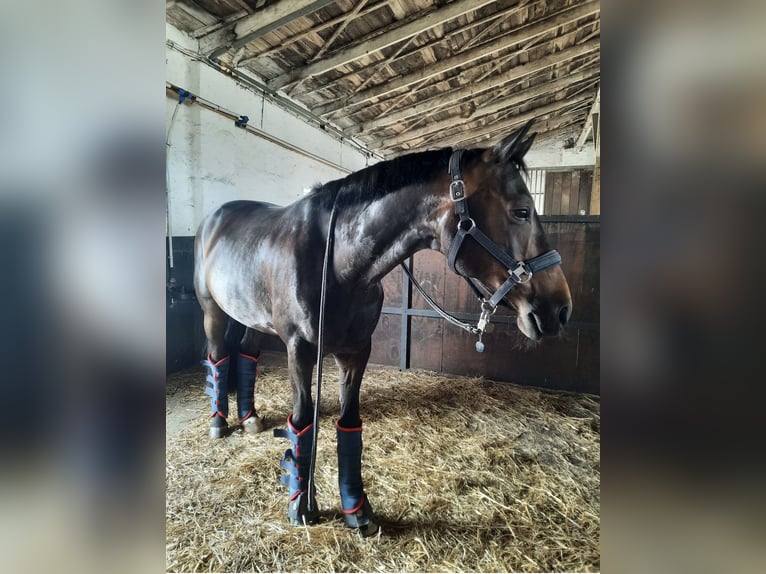 Oldenburger Wallach 10 Jahre 162 cm Dunkelbrauner in Schkopau Korbetha