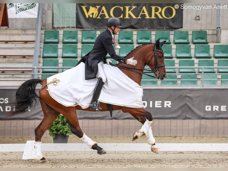Oldenburger Wallach 10 Jahre 162 cm Rotbrauner in Balatonfenyves