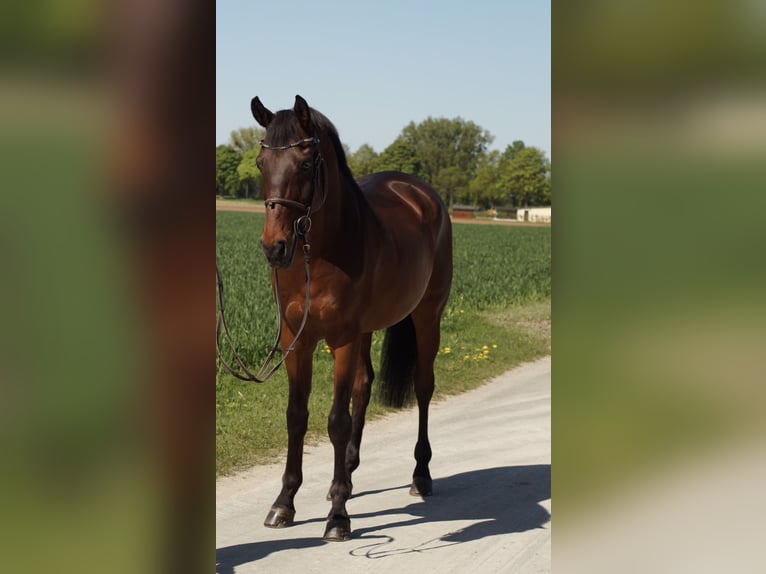 Oldenburger Wallach 10 Jahre 163 cm Schwarzbrauner in Salzkotten