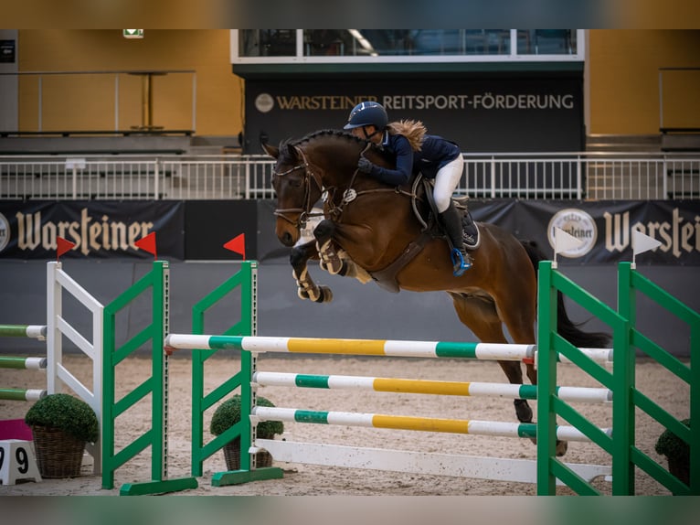 Oldenburger Wallach 10 Jahre 163 cm Schwarzbrauner in Salzkotten