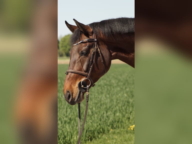 Oldenburger Wallach 10 Jahre 163 cm Schwarzbrauner in Salzkotten