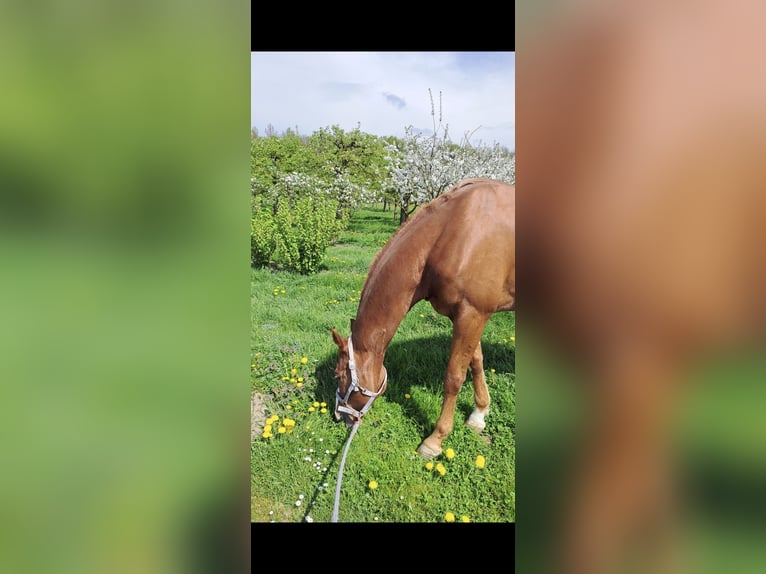 Oldenburger Wallach 10 Jahre 166 cm Dunkelfuchs in Hergensweiler