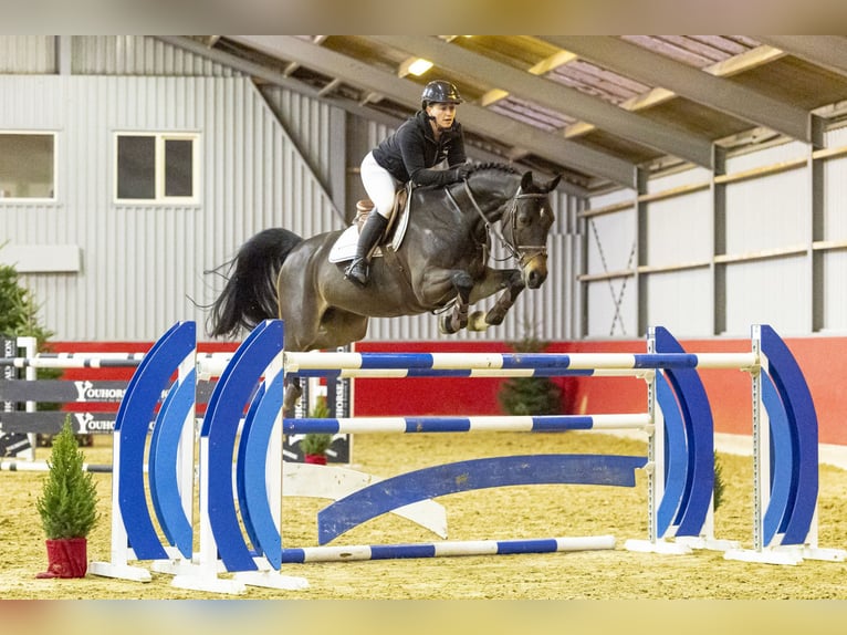Oldenburger Wallach 10 Jahre 166 cm Schwarzbrauner in Waddinxveen