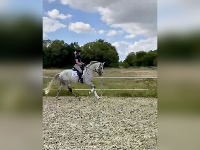 Oldenburger Wallach 10 Jahre 168 cm Apfelschimmel in Wartenberg