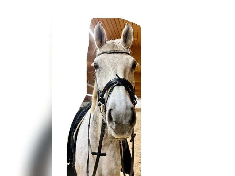 Oldenburger Wallach 10 Jahre 168 cm Apfelschimmel in Wartenberg