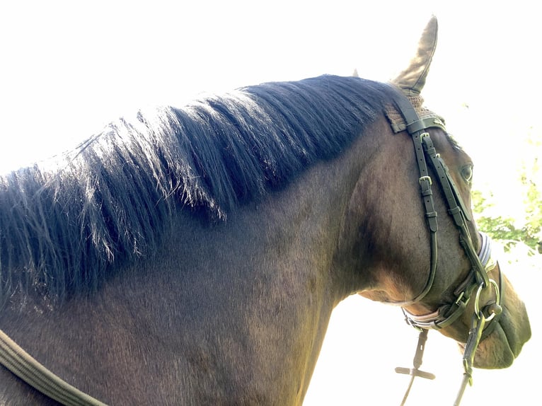 Oldenburger Wallach 10 Jahre 168 cm Brauner in Annweiler am Trifels Hahnenbach Oldenburger Wallach 10 Jahre 168 cm Brauner in Annweiler am Trifels Hahnenbach