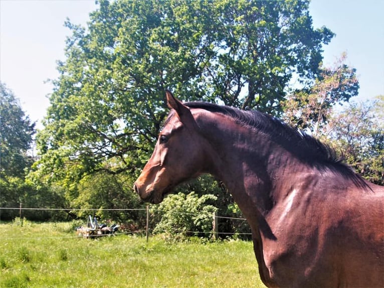 Oldenburger Wallach 10 Jahre 168 cm Brauner in Annweiler am Trifels Hahnenbach Oldenburger Wallach 10 Jahre 168 cm Brauner in Annweiler am Trifels Hahnenbach
