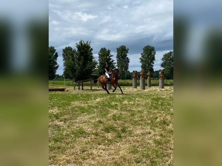 Oldenburger Wallach 10 Jahre 168 cm Brauner in M&#xFC;nster