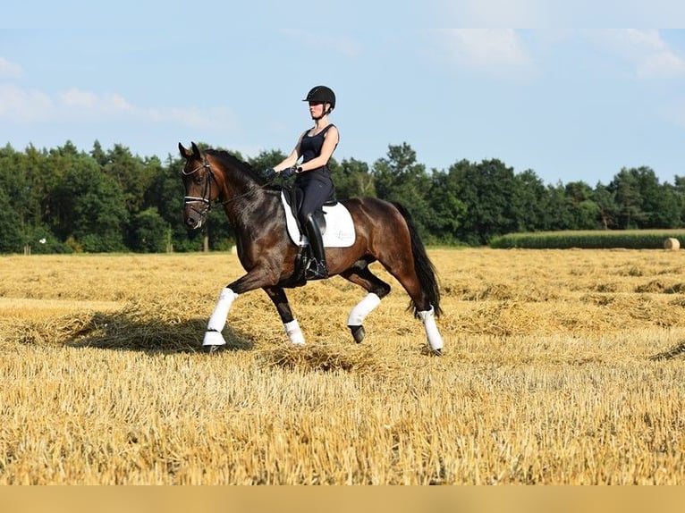 Oldenburger Wallach 10 Jahre 168 cm Dunkelbrauner in Cloppenburg