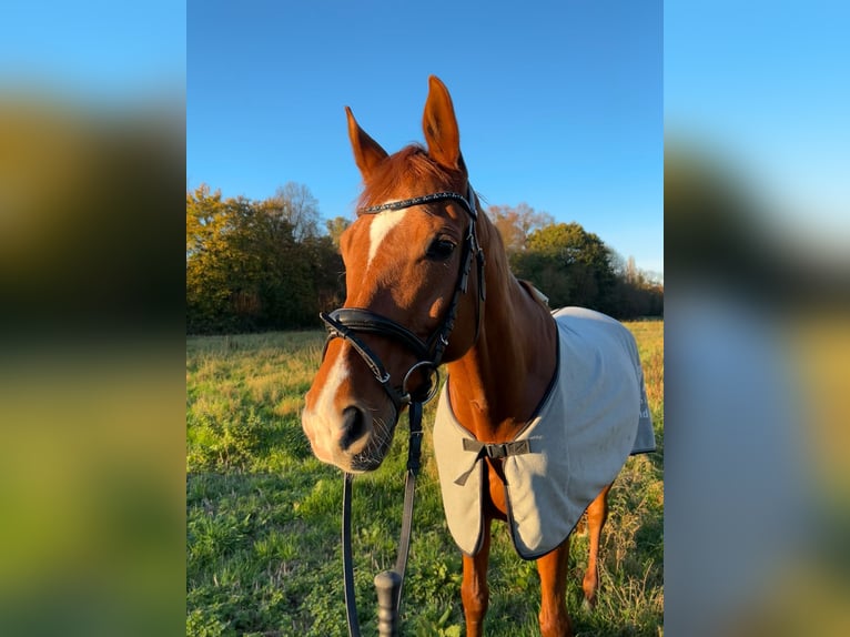 Oldenburger Wallach 10 Jahre 170 cm Fuchs in Neuss