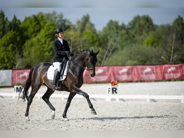 Oldenburger Wallach 10 Jahre 170 cm Schwarzbrauner in Słomczyn Oldenburger Wallach 10 Jahre 170 cm Schwarzbrauner in Słomczyn