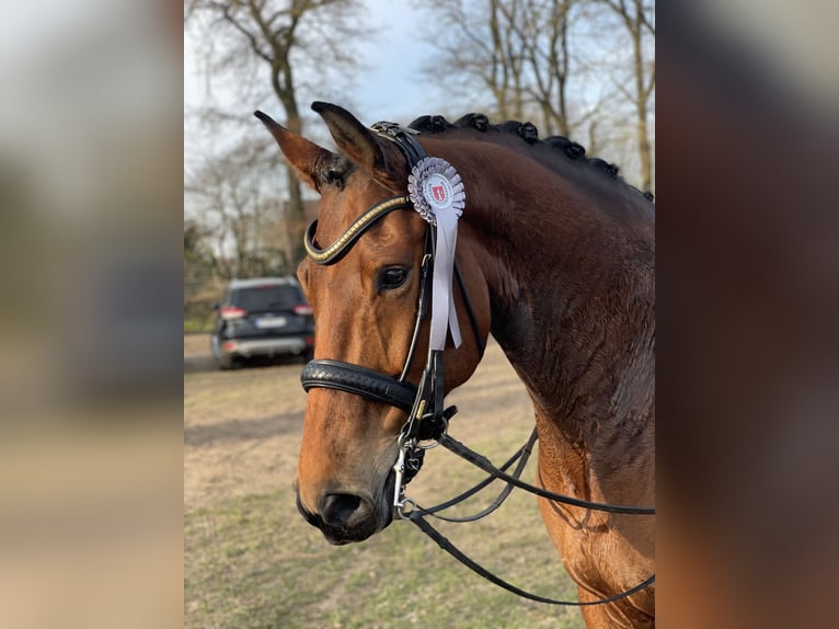 Oldenburger Wallach 10 Jahre 172 cm Brauner in Schierensee