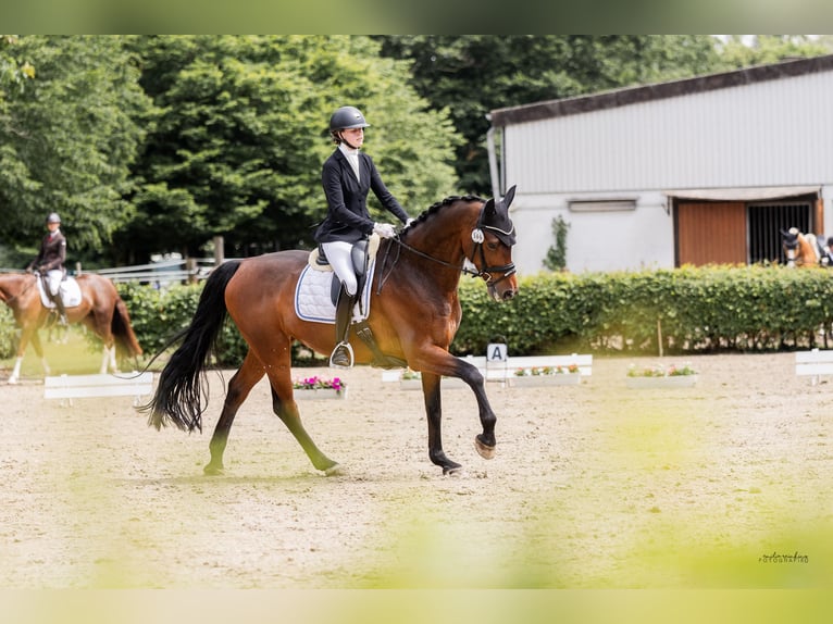 Oldenburger Wallach 10 Jahre 172 cm Brauner in Wunstorf