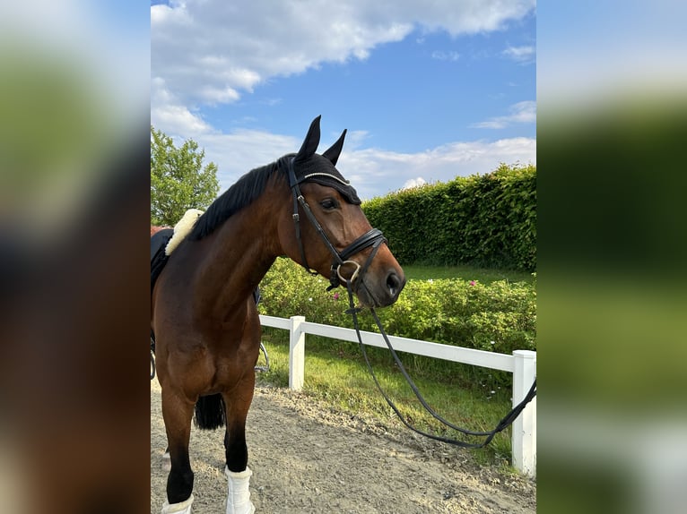 Oldenburger Wallach 10 Jahre 172 cm Brauner in Wunstorf