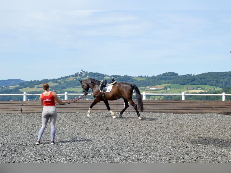 Oldenburger Wallach 10 Jahre 172 cm Rappe in Linz