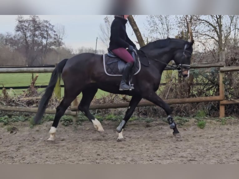Oldenburger Wallach 10 Jahre 172 cm Schwarzbrauner in Wachtendonk