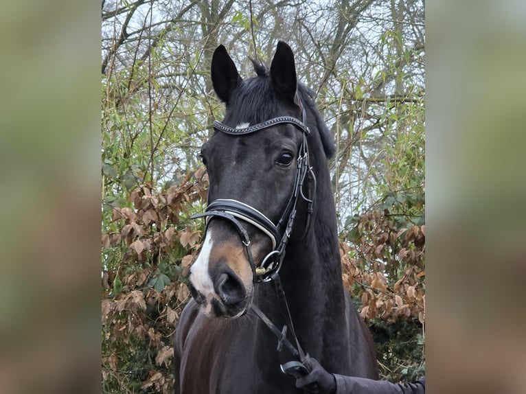 Oldenburger Wallach 10 Jahre 172 cm Schwarzbrauner in Wachtendonk