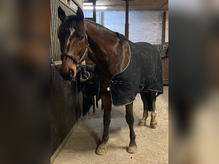 Oldenburger Wallach 10 Jahre 173 cm Brauner in Dardesheim