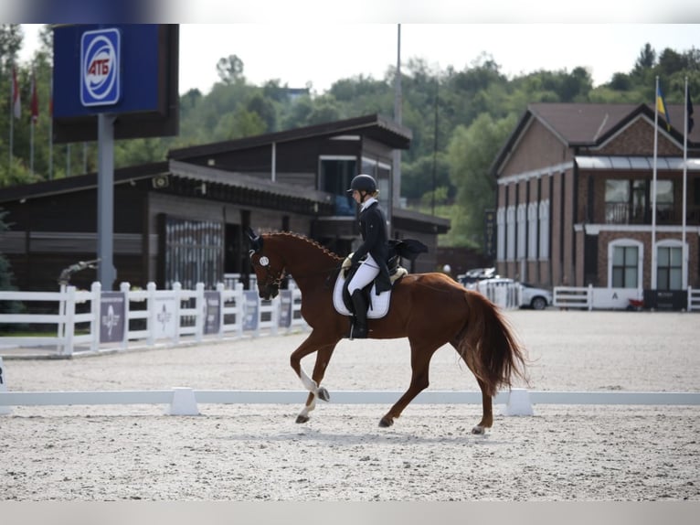 Oldenburger Mix Wallach 10 Jahre 173 cm Fuchs in Nice